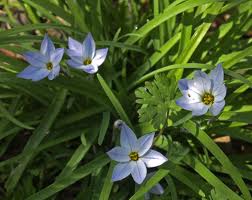 blueflower
