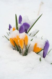 flower_snow